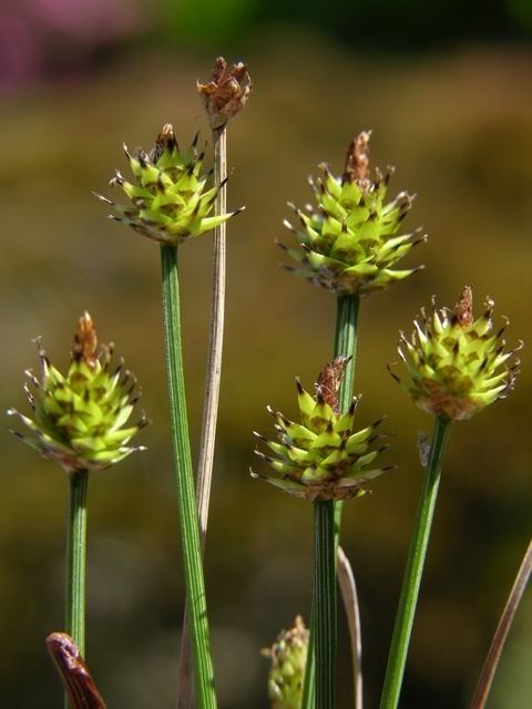 Carex capitata wwwbiopixcomphotosjcscarexcapitata17588jpg