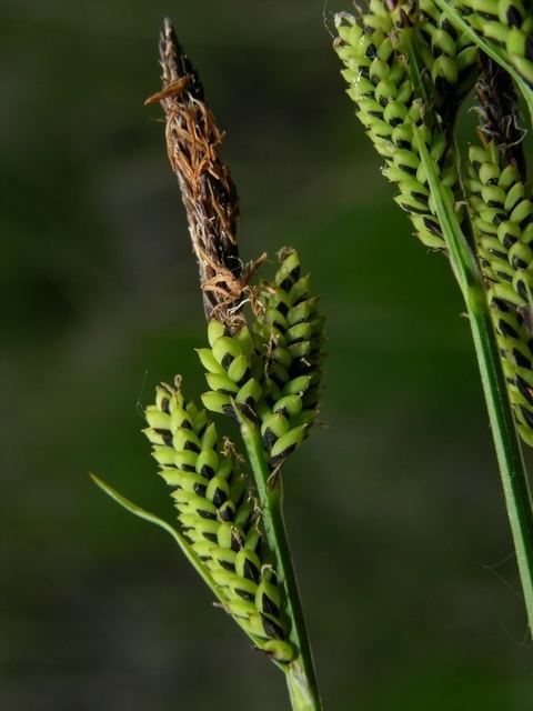 Carex cespitosa Carex cespitosa Biopix photoimage 22514