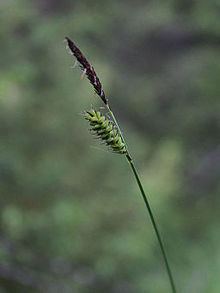 Carex cespitosa httpsuploadwikimediaorgwikipediacommonsthu