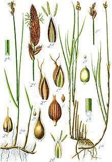 Carex chordorrhiza httpsuploadwikimediaorgwikipediacommonsthu