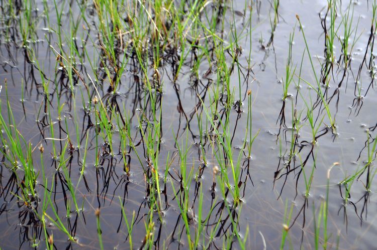 Carex chordorrhiza Classification Arctic Flora of Canada and Alaska