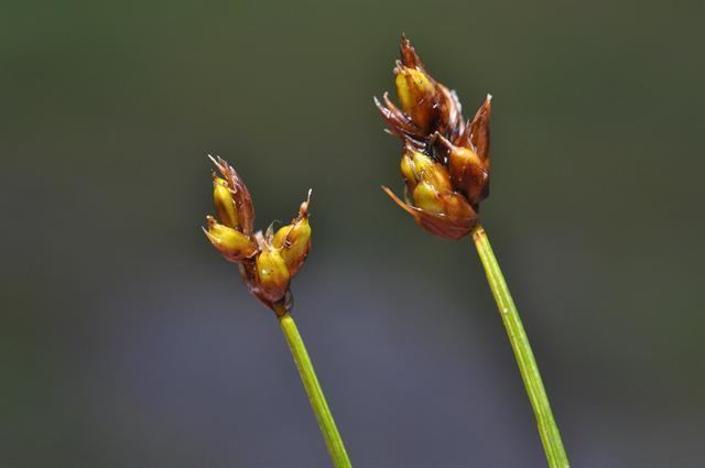 Carex chordorrhiza String Sedge Carex chordorrhiza Biopix photoimage 94989