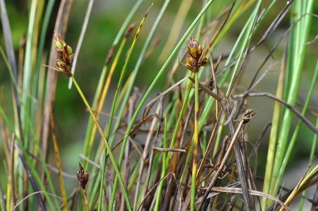 Carex chordorrhiza String Sedge Carex chordorrhiza Biopix photoimage 95002