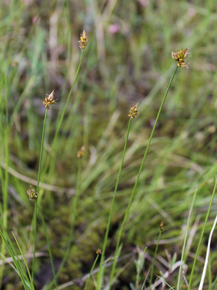 Carex chordorrhiza Fadenwurzelige Segge Wikipedia