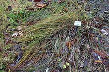 Carex colchica httpsuploadwikimediaorgwikipediacommonsthu