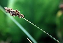 Carex cusickii httpsuploadwikimediaorgwikipediacommonsthu