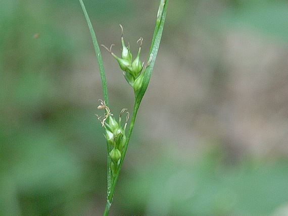Carex depauperata BOTANYcz CAREX DEPAUPERATA Good ostice ostrica