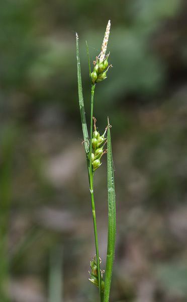 Carex depauperata FLOREALPES Comparaison de Veronica polita et Carex depauperata