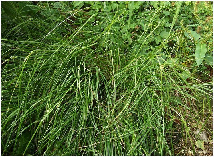 Carex depauperata Irish Sedges Starved Woodsedge Carex depauperata