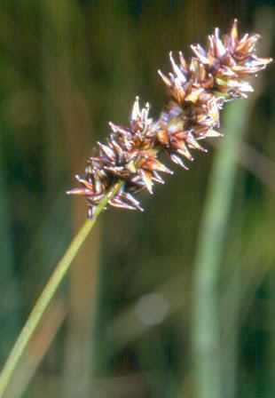 Carex diandra Carex diandra