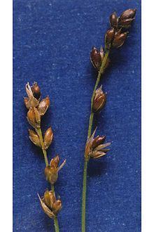 Carex disperma httpsuploadwikimediaorgwikipediacommonsthu
