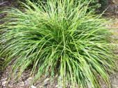 Carex dissita wwwnznativeplantsconzsitenativeplantcimages