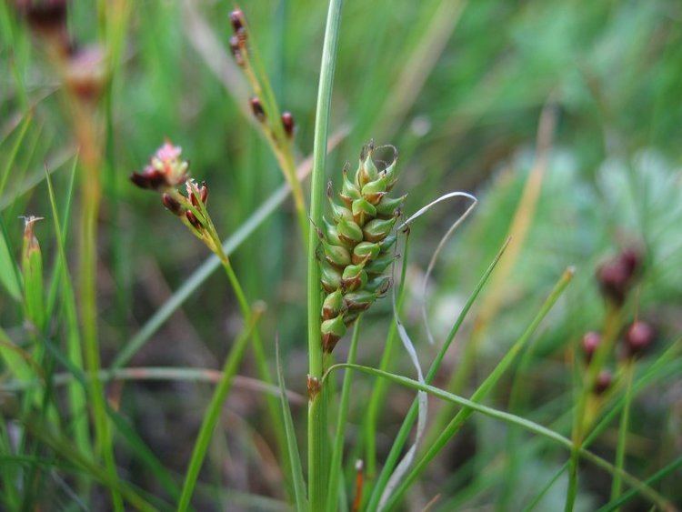 Carex distans httpsuploadwikimediaorgwikipediacommons88