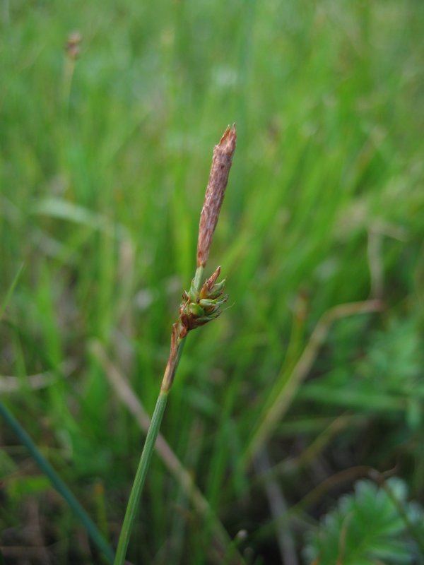 Carex distans Carex distans Wikipedia