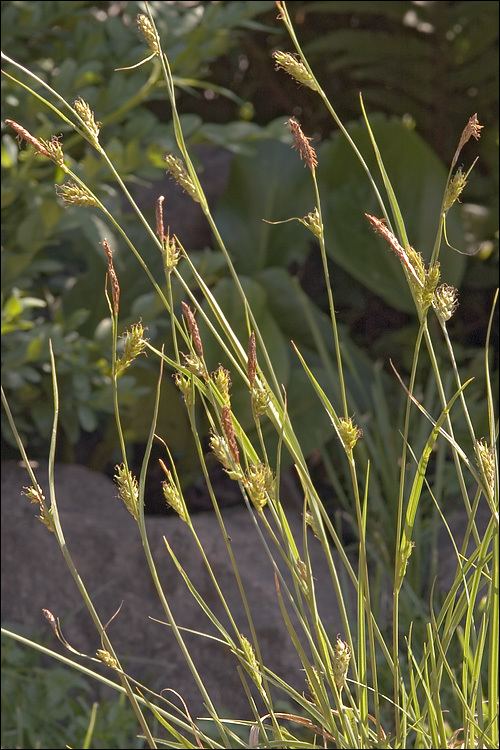 Carex distans CalPhotos Carex distans Distant Sedge