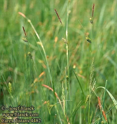 Carex distans Carex distans Laiche distante Carice spighe distanziate