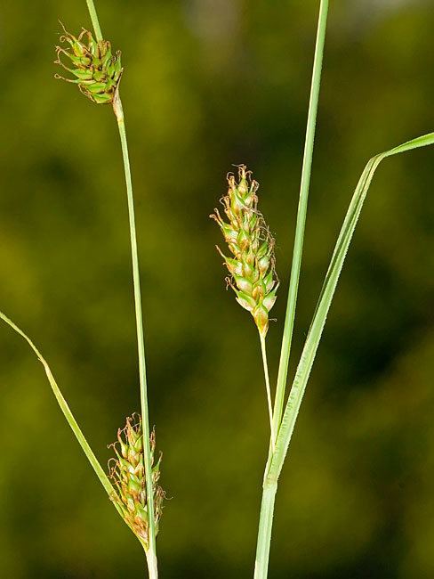 Carex distans Nature photography by Dragisa Savic