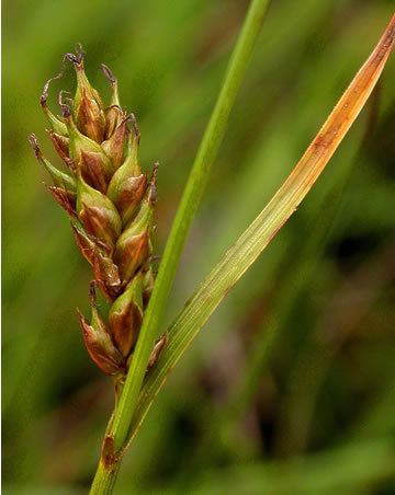 Carex distans Carex distans