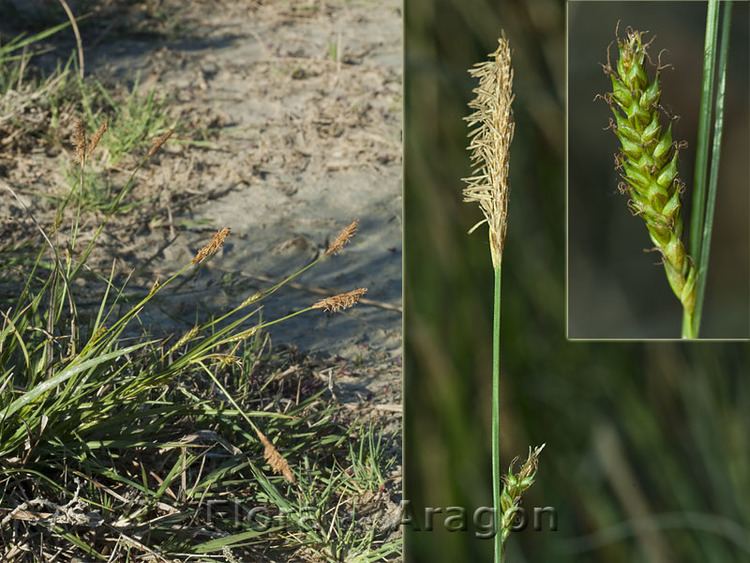 Carex distans Flora de Aragn Carex distans