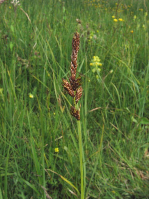 Carex disticha httpsuploadwikimediaorgwikipediacommons44