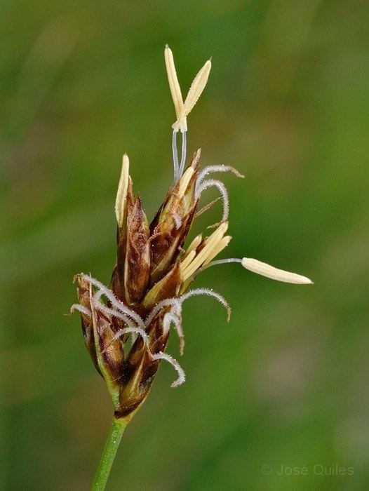 Carex divisa Carexdivisajpg