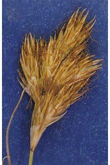 Carex douglasii httpsuploadwikimediaorgwikipediacommonsthu