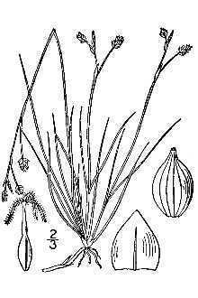 Carex eburnea httpsplantsusdagovgallerystandardcaeb2001