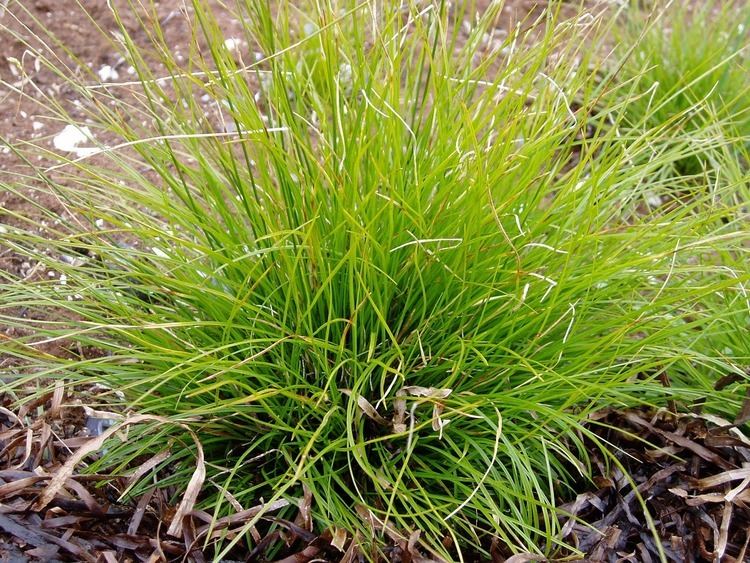 Carex eburnea Lovegrass Farm Carex eburnea Ivory sedge