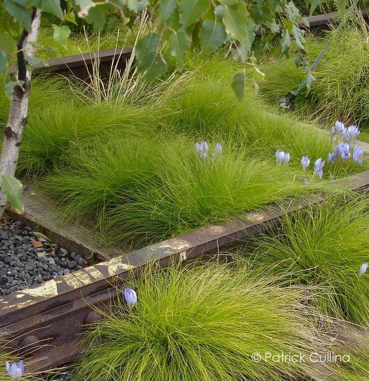 Carex eburnea Info Carex eburnea Bristle leaf Sedge