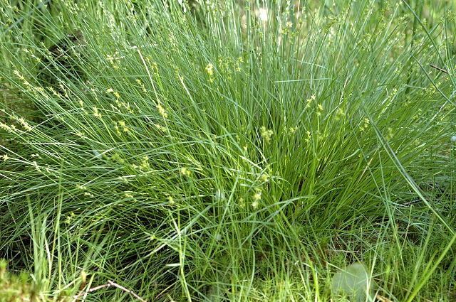 Carex echinata Turzyca gwiazdkowata Wikipedia wolna encyklopedia