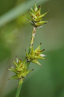 Carex echinata httpsuploadwikimediaorgwikipediacommonsthu