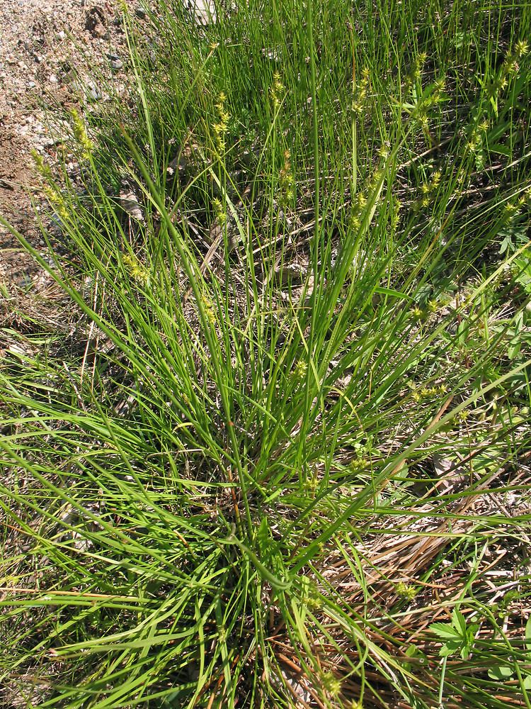 Carex echinata Carex echinata star sedge Go Botany