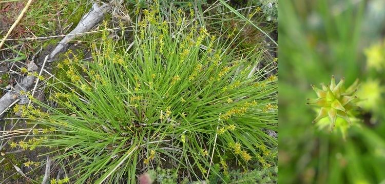 Carex echinata Carex echinata Star Sedge Lakeshore Low Natives Pinterest Stars