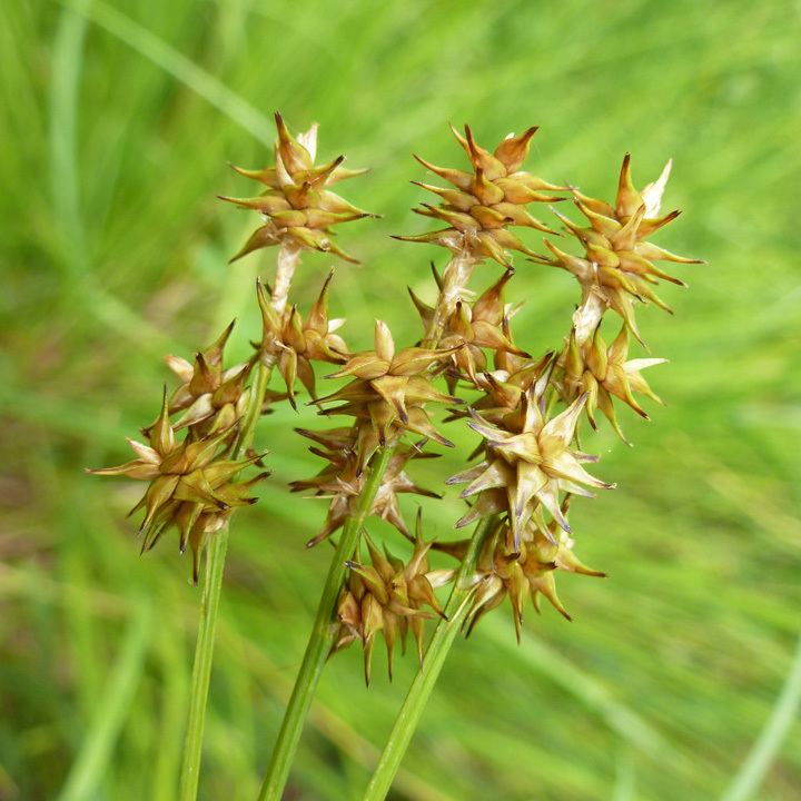 Carex echinata SEINet Arizona Chapter Carex echinata