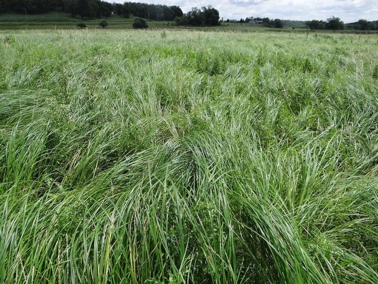 Carex emoryi Carex emoryi Carex emoryi Iowa County WI July 2014 Corey