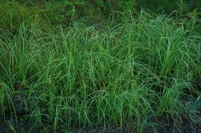 Carex emoryi Carex emoryi Michigan Flora