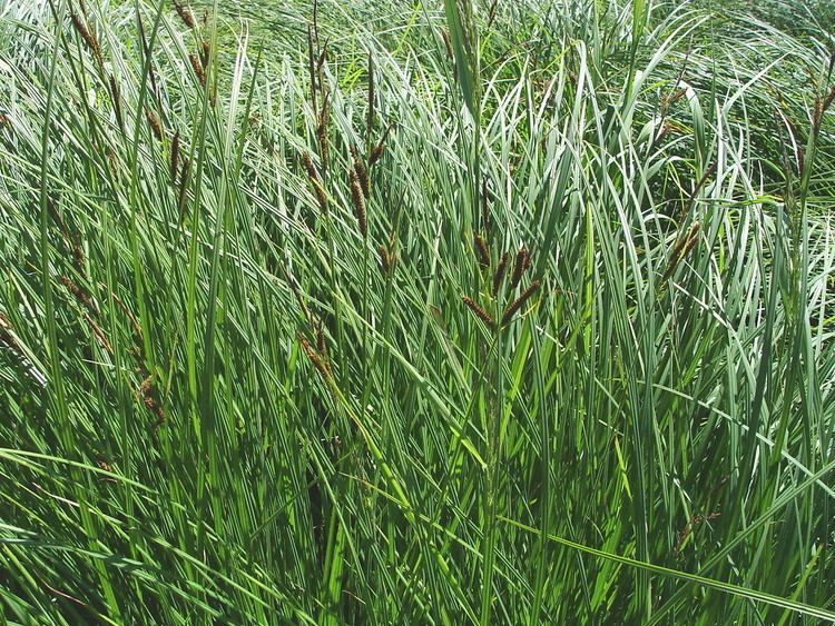 Carex emoryi Carex emoryi Emory39s sedge Go Botany