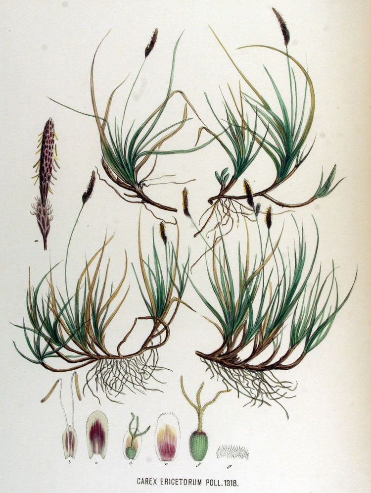 Carex ericetorum Carex ericetorum Wikiwand