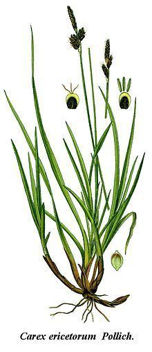 Carex ericetorum httpsuploadwikimediaorgwikipediacommonsthu