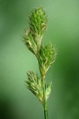 Carex festucacea Digital Atlas of the Virginia Flora Carex festucacea Schk ex Willd