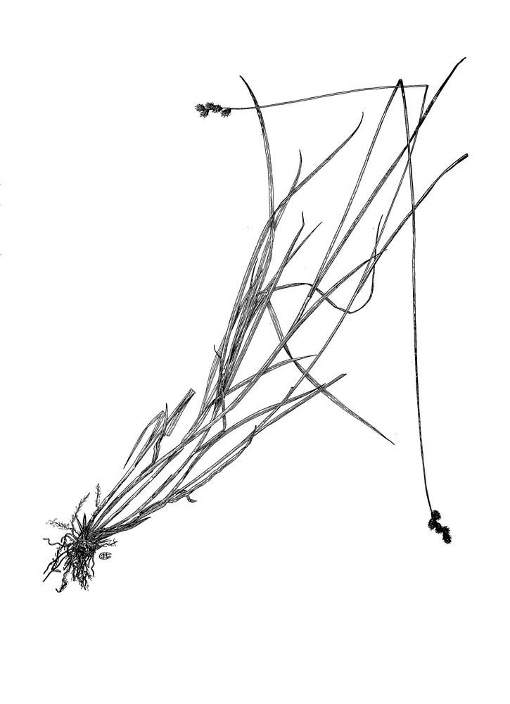 Carex festucacea httpsnewfss3amazonawscomtaxonimages1000s1