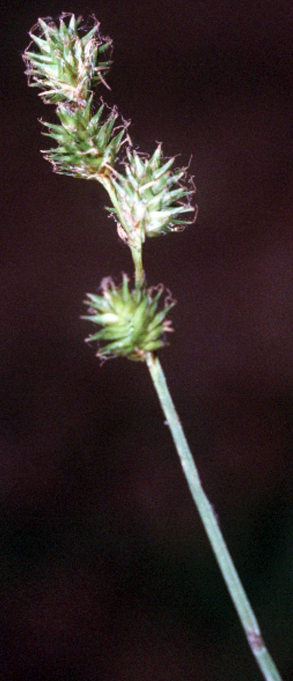 Carex festucacea Carex festucacea Wikipedia