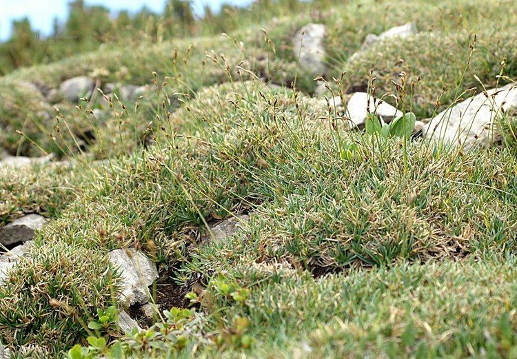 Carex firma Suche nach Arten PolsterSegge Carex firma Host