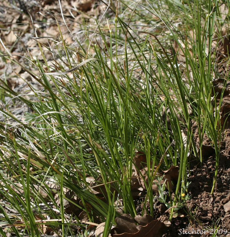 Carex geyeri Elk Sedge Geyer39s Sedge Carex geyeri