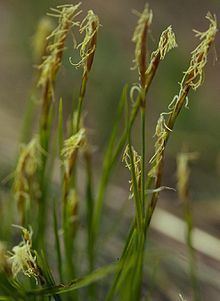 Carex geyeri httpsuploadwikimediaorgwikipediacommonsthu