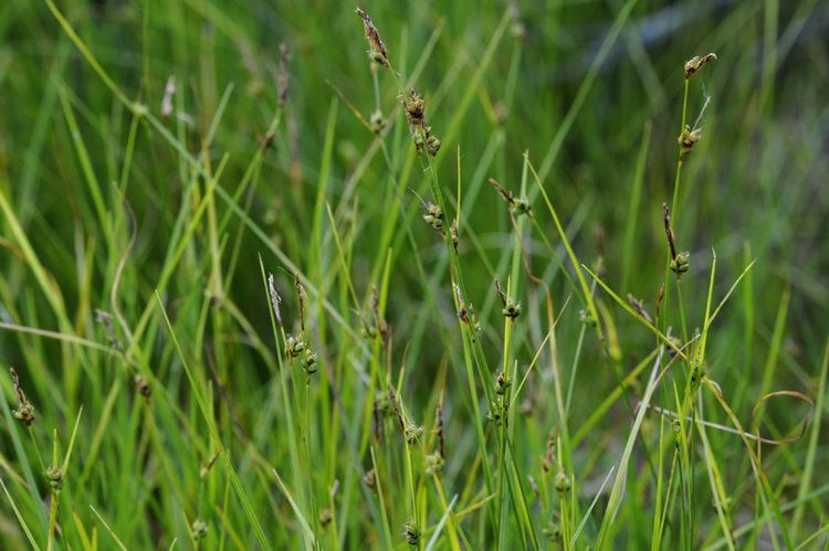 Carex globularis Speciesfi Finnish Biodiversity Information Facility Taxon
