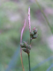 Carex globularis httpsuploadwikimediaorgwikipediacommonsthu
