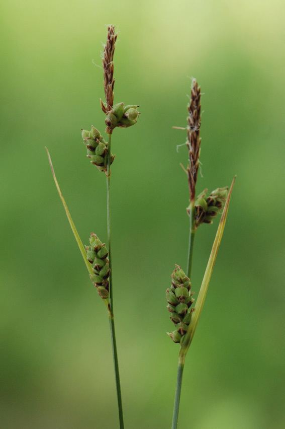 Carex globularis Speciesfi Finnish Biodiversity Information Facility Taxon