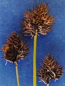 Carex haydeniana httpsuploadwikimediaorgwikipediacommonsthu