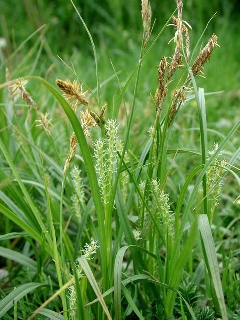 Carex hirta SEINet Arizona Chapter Carex hirta